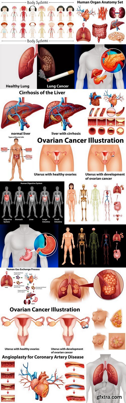 Structure and Human Organs 4 - 18xEPS