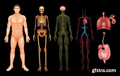 Structure and Human Organs 4 - 18xEPS