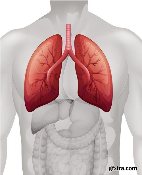 Structure and Human Organs 4 - 18xEPS