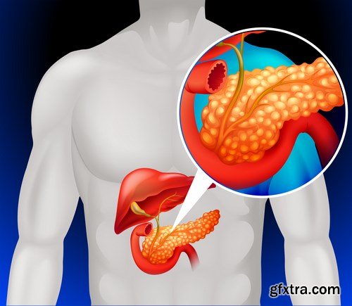 Structure and Human Organs 4 - 18xEPS