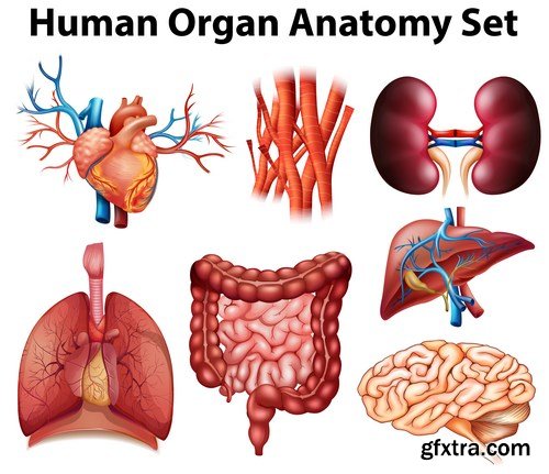 Structure and Human Organs 4 - 18xEPS