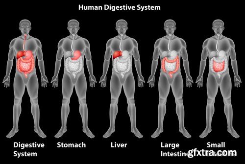 Structure and Human Organs 4 - 18xEPS