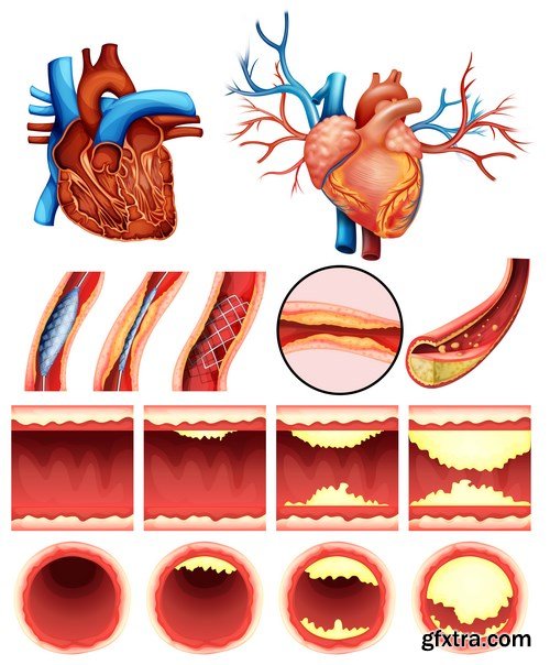 Structure and Human Organs 4 - 18xEPS