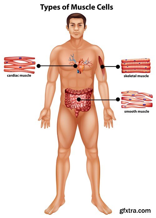 Structure and Human Organs 4 - 18xEPS