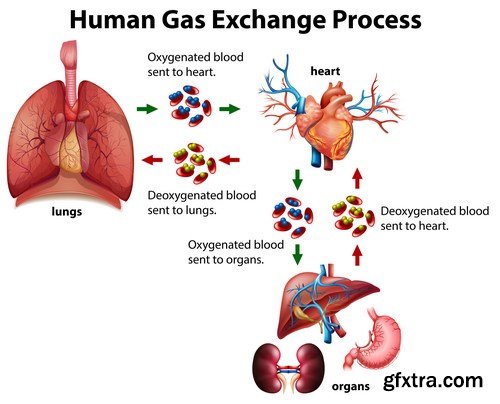 Structure and Human Organs 4 - 18xEPS