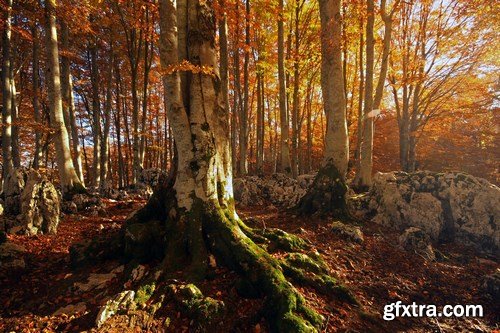 Beautiful autumn forest and landscape - 25xUHQ JPEG Photo Stock