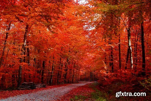 Beautiful autumn forest and landscape - 25xUHQ JPEG Photo Stock