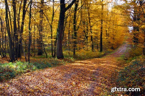 Beautiful autumn forest and landscape - 25xUHQ JPEG Photo Stock