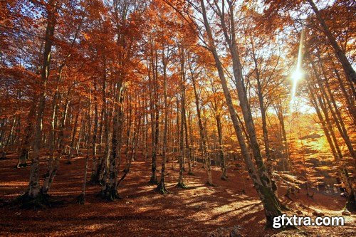 Beautiful autumn forest and landscape - 25xUHQ JPEG Photo Stock