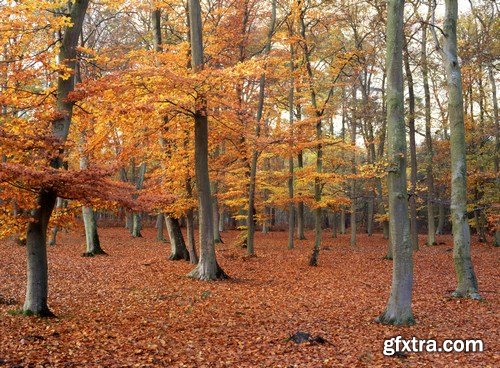 Beautiful autumn forest and landscape - 25xUHQ JPEG Photo Stock