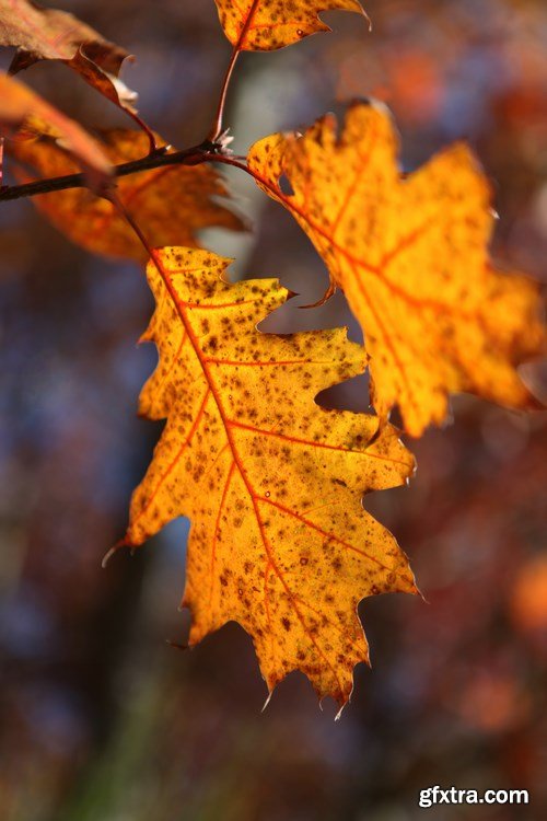 Beautiful autumn forest and landscape - 25xUHQ JPEG Photo Stock