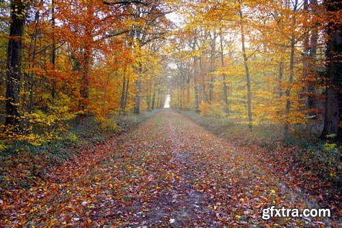 Beautiful autumn forest and landscape - 25xUHQ JPEG Photo Stock