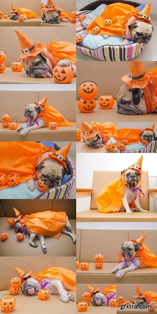 Cute pug dog with costume of happy halloween day