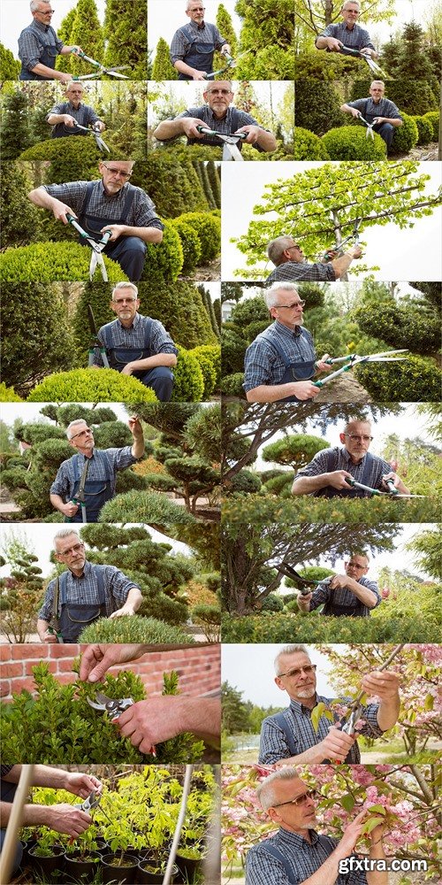 The gardener cuts the high ornamental tree shears