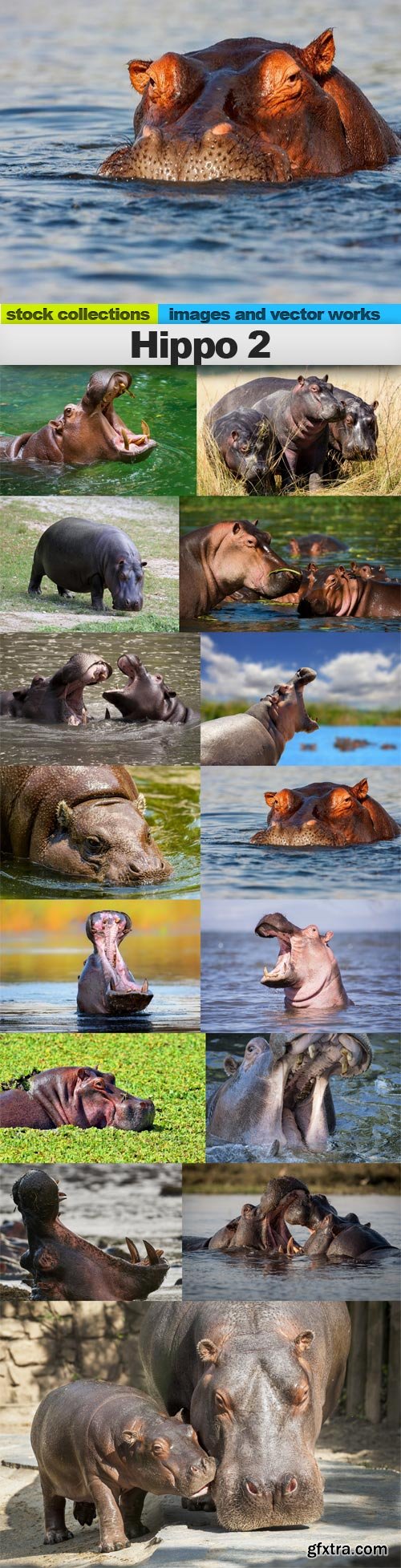 Hippo 2, 15 x UHQ JPEG