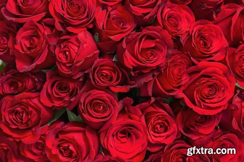 Beautiful Roses 3 - 20xUHQ JPEG Photo Stock