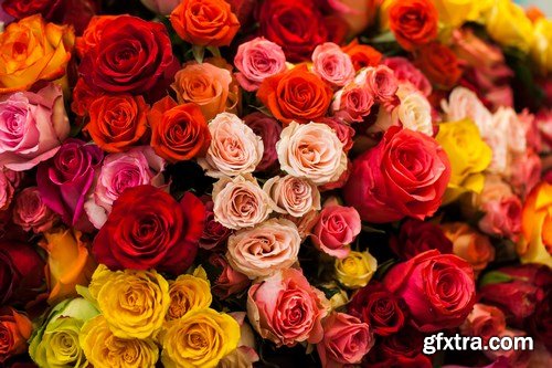 Beautiful Roses 3 - 20xUHQ JPEG Photo Stock