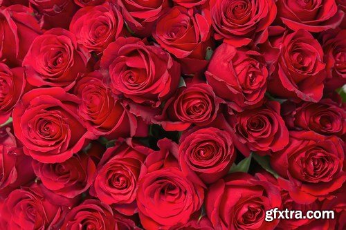 Beautiful Roses 3 - 20xUHQ JPEG Photo Stock