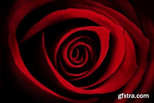 Beautiful Roses 3 - 20xUHQ JPEG Photo Stock