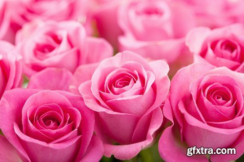 Beautiful Roses 3 - 20xUHQ JPEG Photo Stock