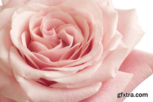 Beautiful Roses 3 - 20xUHQ JPEG Photo Stock