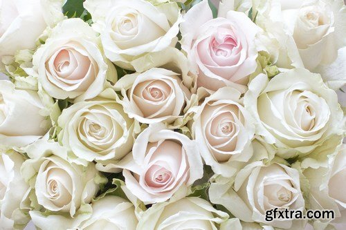 Beautiful Roses 3 - 20xUHQ JPEG Photo Stock