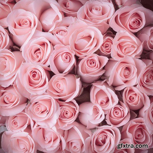 Beautiful Roses 3 - 20xUHQ JPEG Photo Stock