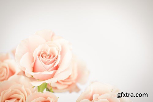 Beautiful Roses 3 - 20xUHQ JPEG Photo Stock