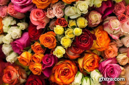 Beautiful Roses 3 - 20xUHQ JPEG Photo Stock