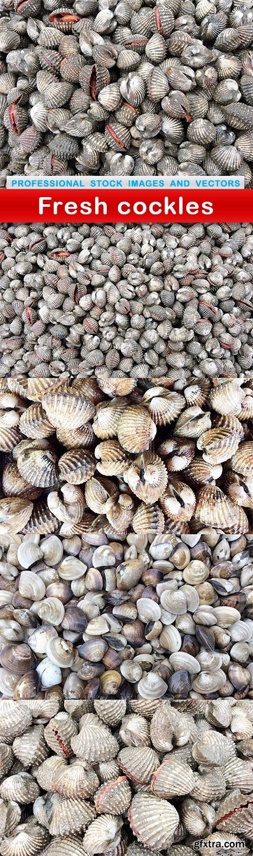 Fresh cockles - 5 UHQ JPEG