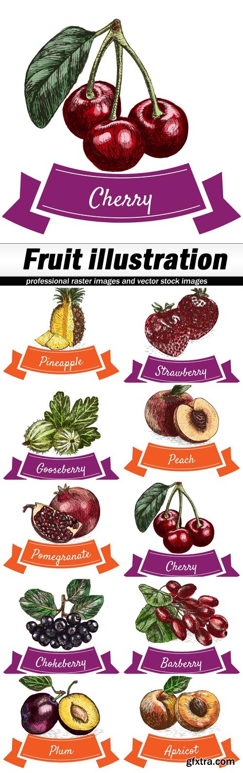 Fruit illustration - 10 EPS