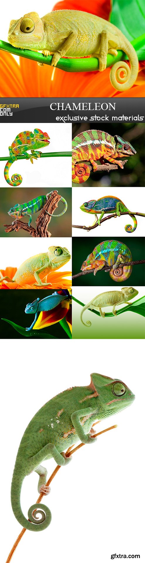 Chameleon - 10UHQ JPEG