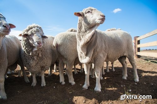 Collection cattle chicken cow pig sheep chicken farm farmer horse 25 HQ Jpeg