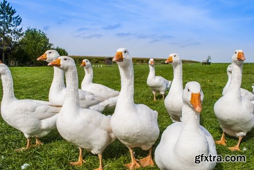 Collection cattle chicken cow pig sheep chicken farm farmer horse 25 HQ Jpeg