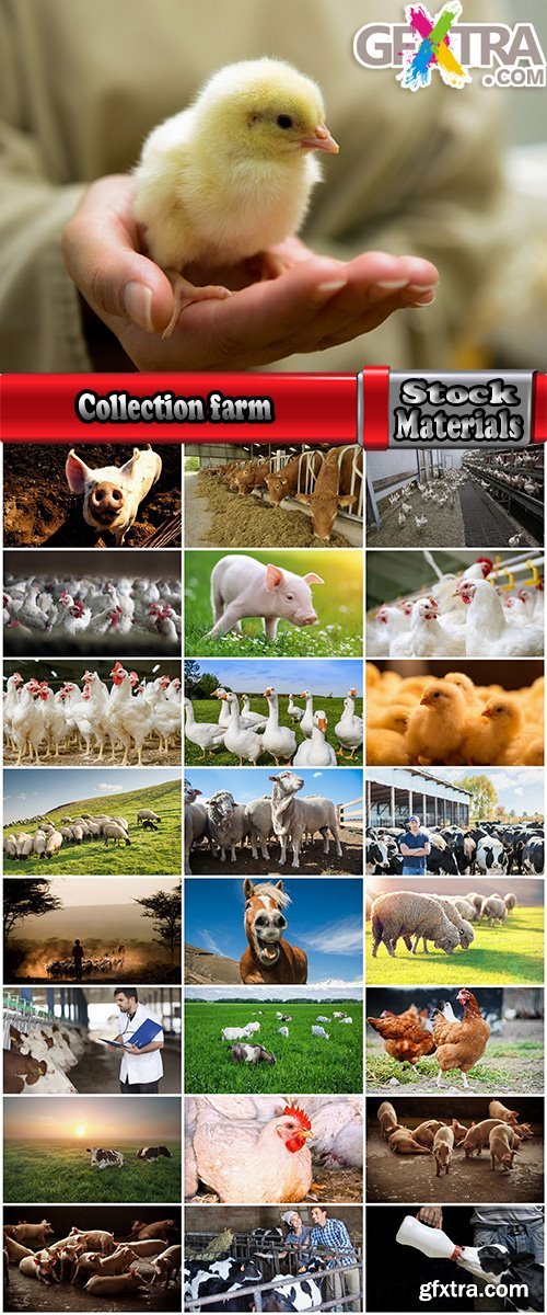 Collection cattle chicken cow pig sheep chicken farm farmer horse 25 HQ Jpeg