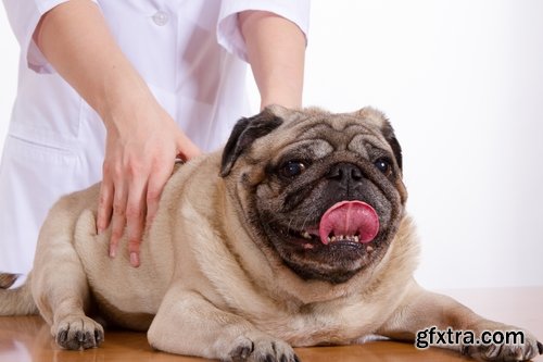 Collection pet veterinarian veterinary clinic treatment vaccination vaccine 25 HQ Jpeg