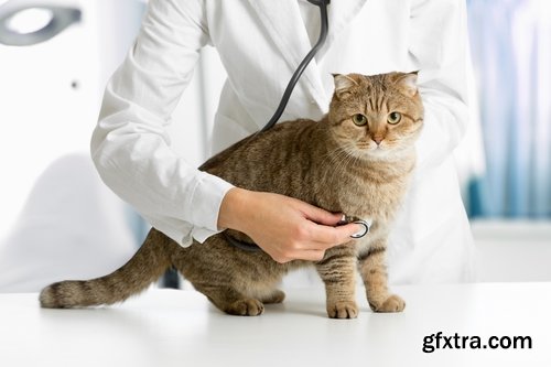 Collection pet veterinarian veterinary clinic treatment vaccination vaccine 25 HQ Jpeg