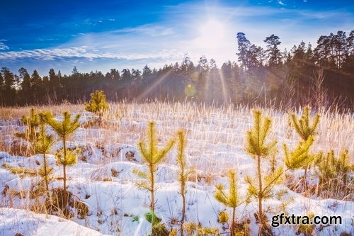 Collection of winter forest snow tree sunrise snowfall 3-25 HQ Jpeg