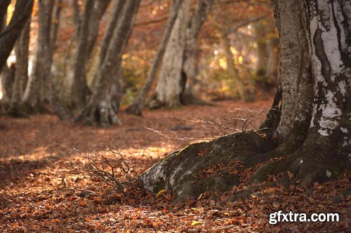 Beautiful autumn forest and landscape 2 - 25xUHQ JPEG Photo Stock