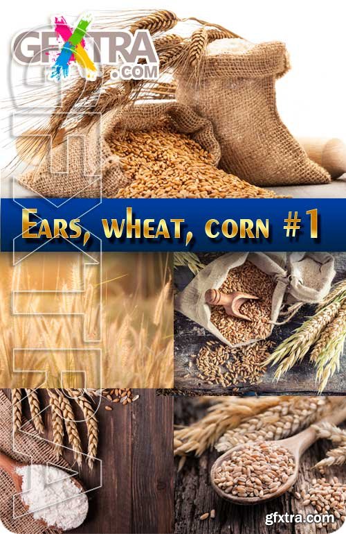Ears, wheat and corn #1 - Stock Photo