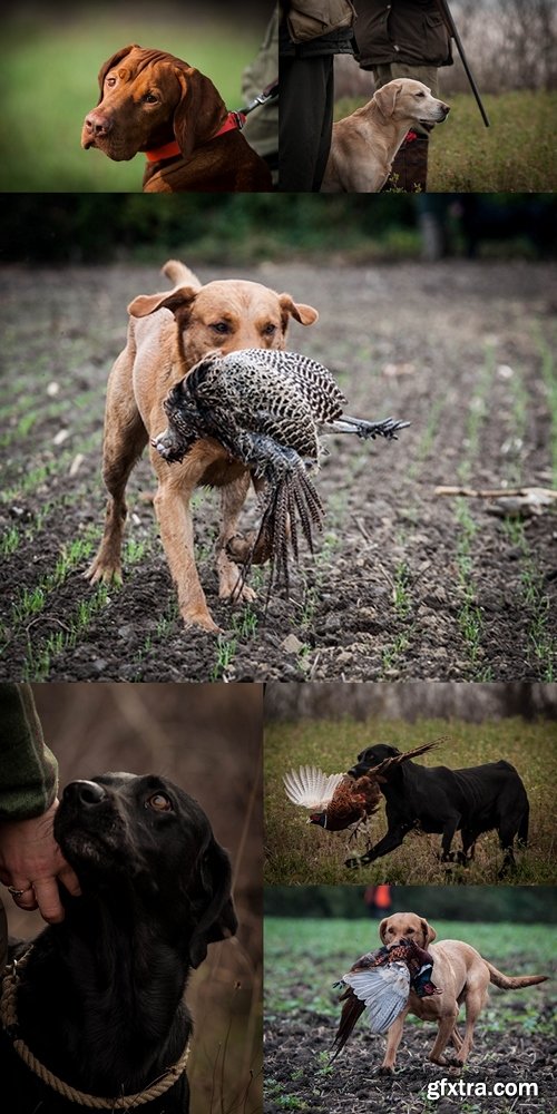 Working labrador retriever