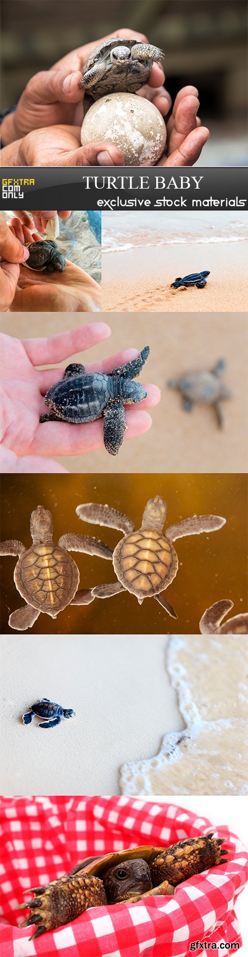 Turtle baby - 7UHQ JPEG