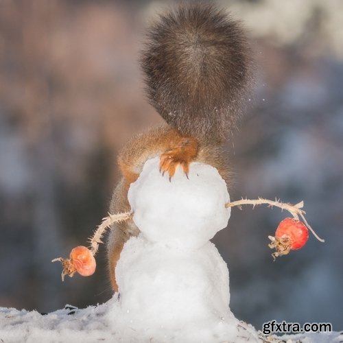 Cool squirrel 4