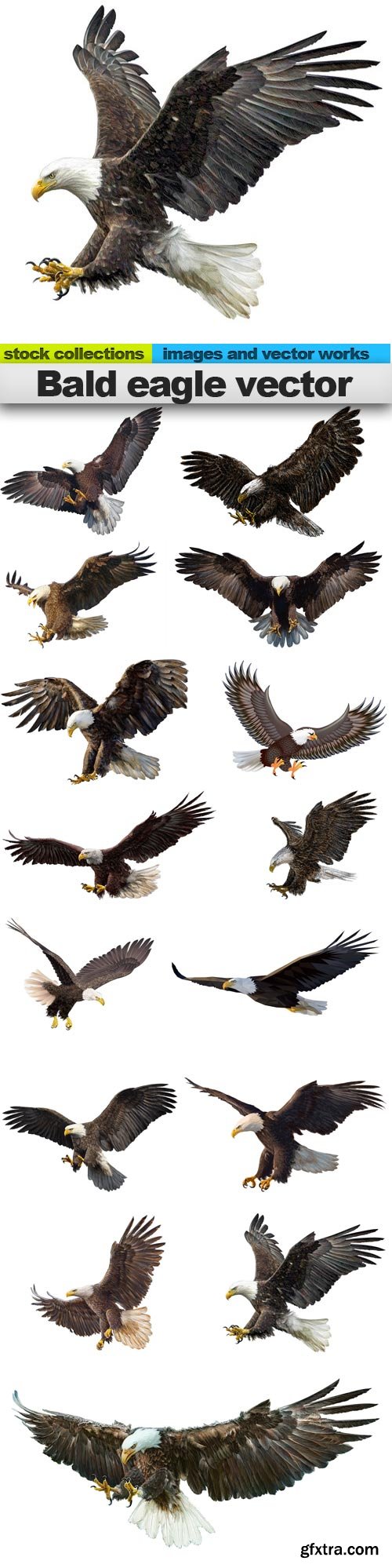 Bald eagle vector, 15 x EPS