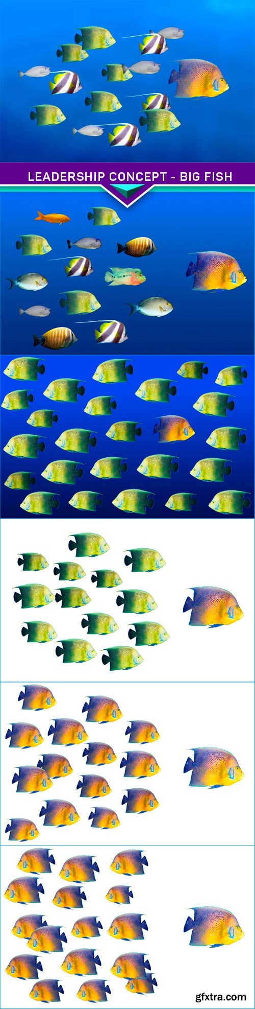 Leadership concept - big fish leading school of tropical fishes 6X JPEG