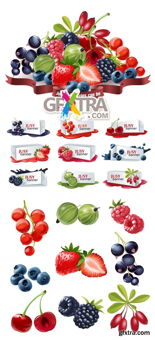 Berries Vector