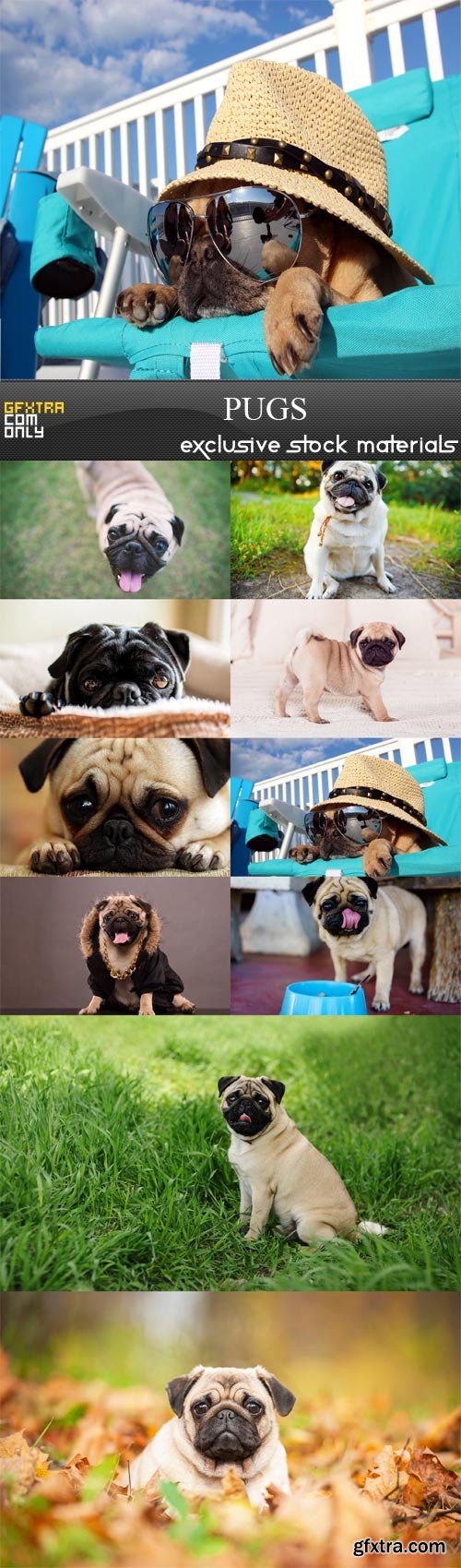 Pugs, 10 UHQ JPEG