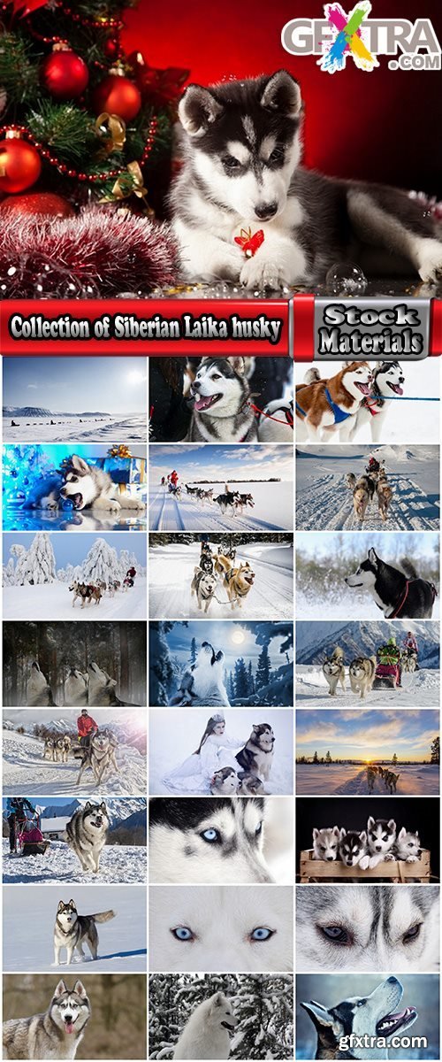 Collection of Siberian Laika sled dog fur husky puppy journey snow forest 25 HQ Jpeg