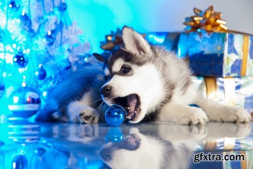 Collection of Siberian Laika sled dog fur husky puppy journey snow forest 25 HQ Jpeg