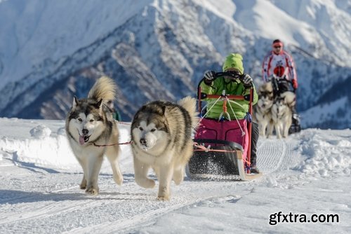 Collection of Siberian Laika sled dog fur husky puppy journey snow forest 25 HQ Jpeg